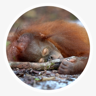 Palm Oil Deforestation - Sorrel, HD Png Download, Free Download