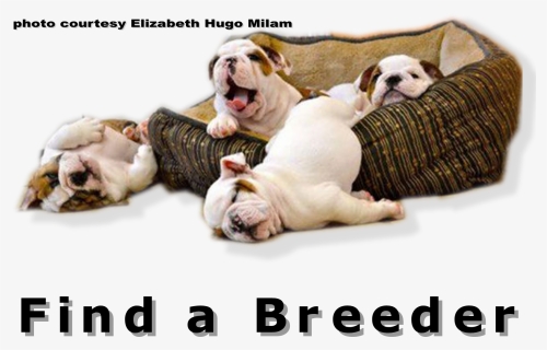 Bulldog Club Of America National Specialty Show Full - Friday Is Coming Quotes, HD Png Download, Free Download