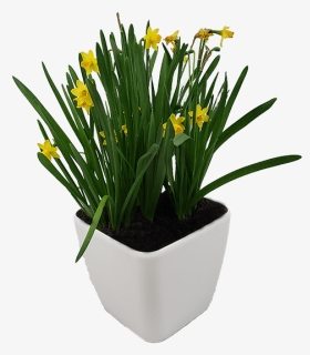 Self-watering Planter - Saffron Crocus, HD Png Download, Free Download