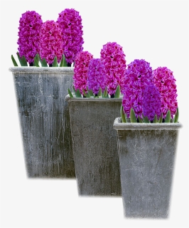 Hyacinth, HD Png Download, Free Download