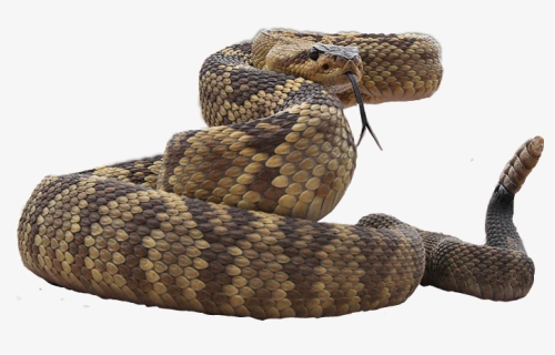 Rattlesnake Transparent, HD Png Download, Free Download