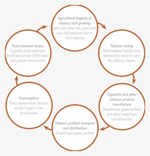 Tobacco Life Cycle, HD Png Download, Free Download