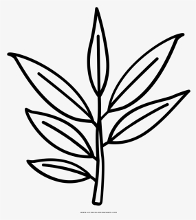 Eucalyptus Leaves Coloring Page - Eucalyptus Leaves Drawing Png, Transparent Png, Free Download