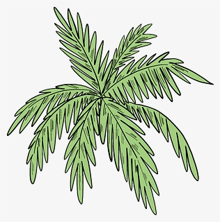 Palm Leaves Clipart - Evergreen, HD Png Download, Free Download