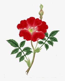 Asian Art Flower, HD Png Download, Free Download