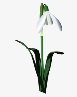 Snowbell Flower Art Vector , Png Download - Snowbell Flower Png, Transparent Png, Free Download