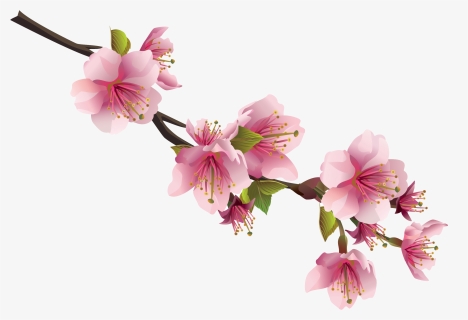 Sakura Png - Japanese Cherry Blossom Png, Transparent Png, Free Download