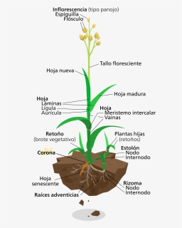 Labelled Diagram Of Elephant Grass, Png Download - Grass Plant Diagram, Transparent Png, Free Download