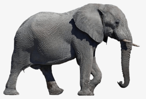Thumb Image - Elephant Png, Transparent Png, Free Download