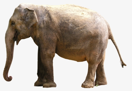 Gray Elephant Standing Png Image - Asian Elephant Png, Transparent Png, Free Download