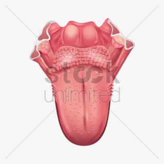 Thumb Image - Illustration, HD Png Download, Free Download