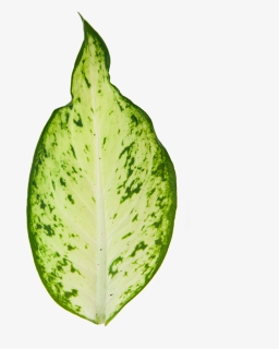 Dumb Cane Amy - Illustration, HD Png Download, Free Download