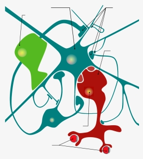 Neuron And Glia Cell Png, Transparent Png, Free Download