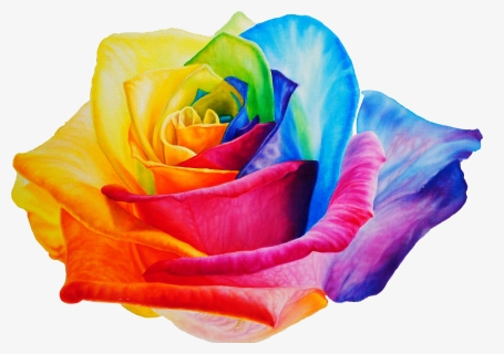Garden Roses Clipart , Png Download - Rainbow Rose Png, Transparent Png, Free Download