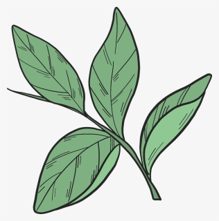Blueberry Leaves Clipart - Bay Laurel, HD Png Download, Free Download