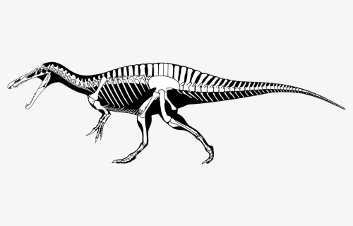 Spinosaurus Skeleton Drawing, HD Png Download, Free Download