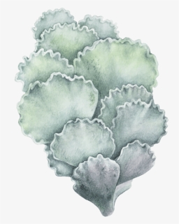 Echeveria, HD Png Download, Free Download