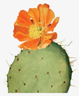 Garden 0001s 0000 Sitting-cactus, HD Png Download, Free Download