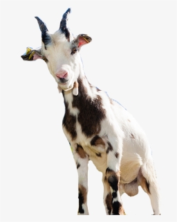 Goat Sheep Computer File - Clip Art, HD Png Download, Free Download
