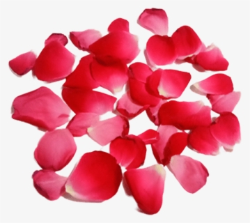 Red Rose Petal Leaf Transparent Png Background - Hydrangea, Png Download, Free Download