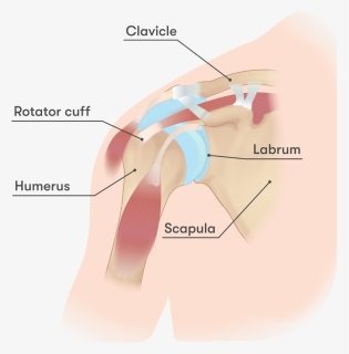 Diagram, HD Png Download, Free Download