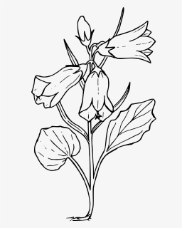 Scotch Bellflower Clip Arts - Bellflower Clipart, HD Png Download, Free Download