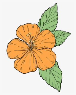 Orange Hibiscus Flower Clipart - Hawaiian Hibiscus, HD Png Download, Free Download