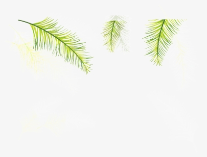 Three Coniferous Leaves Transparent Plant Vector - Attalea Speciosa, HD Png Download, Free Download
