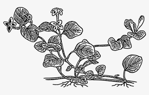 Partridge Berry Plant Vector Graphics - Line Art, HD Png Download, Free Download