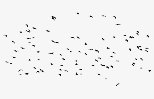 Flock, HD Png Download, Free Download