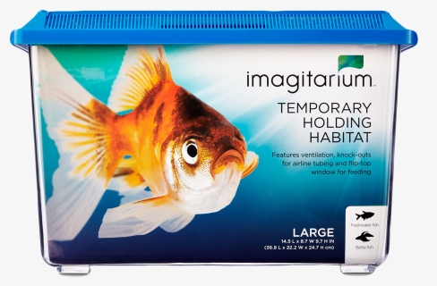 Transparent Beta Fish Png - Aquarium, Png Download, Free Download
