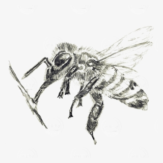 Bee Drawn With Pencil - House Fly, HD Png Download, Free Download