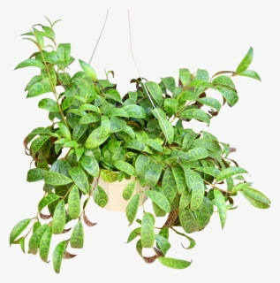 Transparent Hanging Ivy Png - Houseplant, Png Download, Free Download