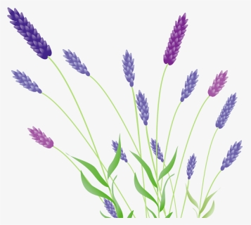 , Lavender, Image V - French Lavender, HD Png Download, Free Download