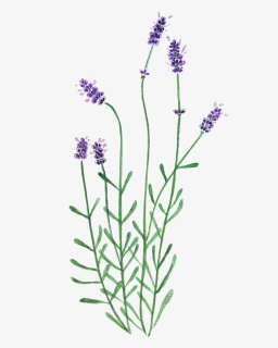 Neotinea Ustulata, HD Png Download, Free Download