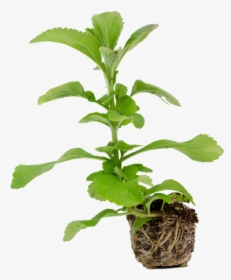 Flowerpot, HD Png Download, Free Download