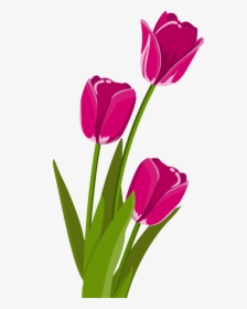 Bunga Tulip Vektor - Bunga Vektor Png, Transparent Png, Free Download