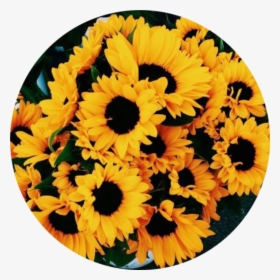 Clip Art Flower Fondo Flor Vintage - Yellow Aesthetic Sunflower, HD Png Download, Free Download