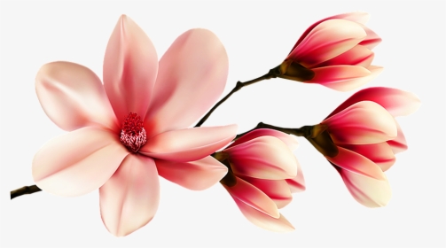 Flor De La Magnolia, Flores, Magnolia, Primavera - Pink Magnolia Clip Art, HD Png Download, Free Download