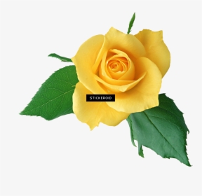 Transparent Png Roses - 玫瑰 花, Png Download, Free Download