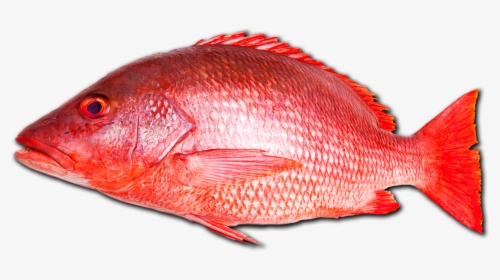 Red Fish Png - Red Snapper Fish Png, Transparent Png, Free Download