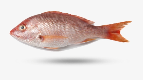 Red Snapper - Northern Red Snapper, HD Png Download, Free Download