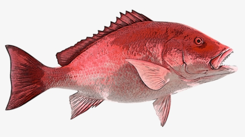 Snapper Cape Canaveral Fishing - Red Snapper Clipart, HD Png Download, Free Download