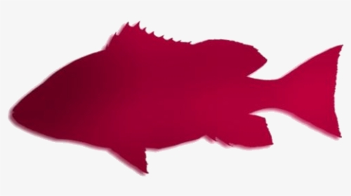 Red Snapper Fish Hd Png Clipart Download - Illustration, Transparent Png, Free Download