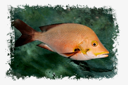 Transparent Red Snapper Png - Watersports Sun Island Resort, Png Download, Free Download