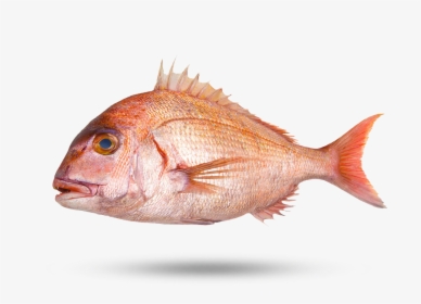 Tai Snapper - Red Sea Bream Drawing, HD Png Download, Free Download
