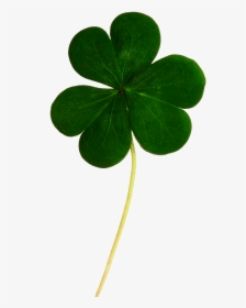 Irish Lucky Leaf, HD Png Download, Free Download