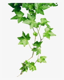 Transparent Poison Ivy Clipart - Poison Ivy Plant Cartoon, HD Png Download, Free Download