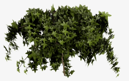Ivy Transparent Png Clip Free Stock - Ivy Poison Png Plant, Png Download, Free Download