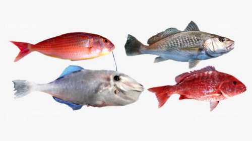 Product Was Successfully Added To Your Shopping Cart - Red Snapper, HD Png Download, Free Download